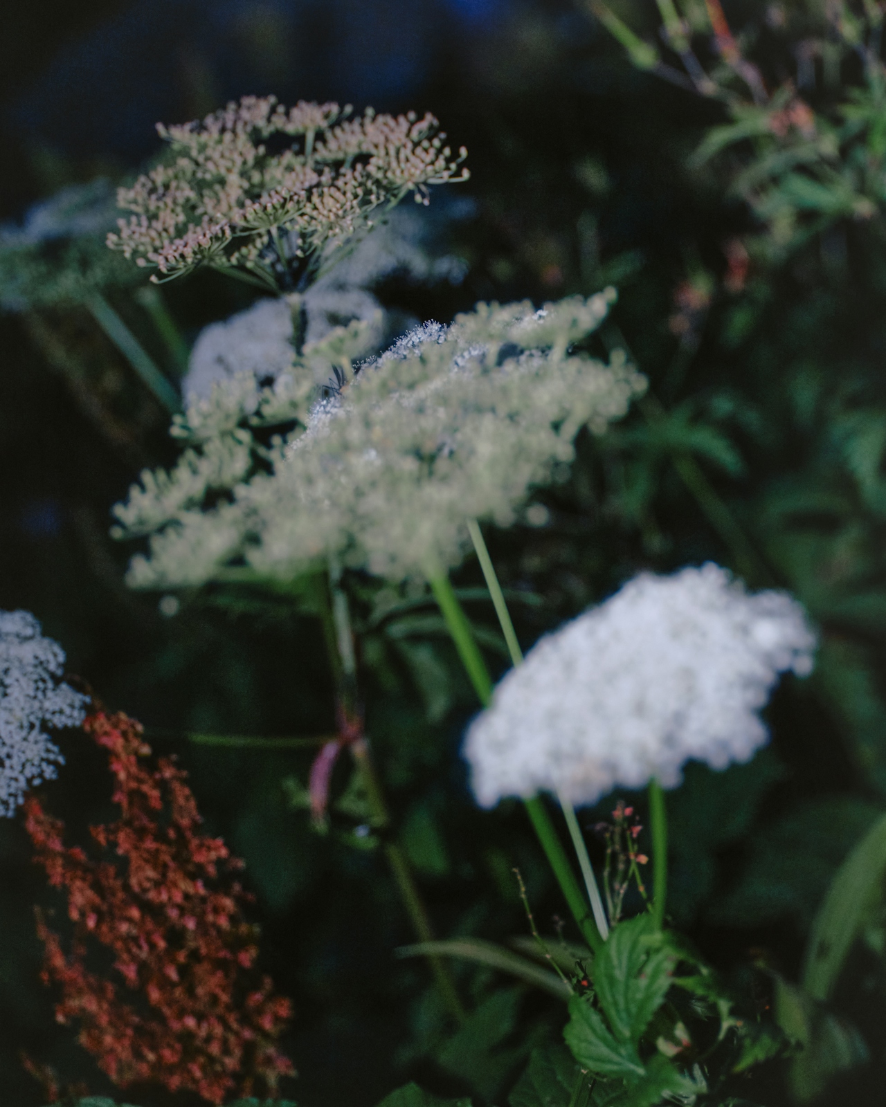 Flowers are the True Reflection of Change and Evolution